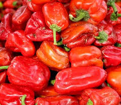 Tatashe Red Bell Pepper 500g