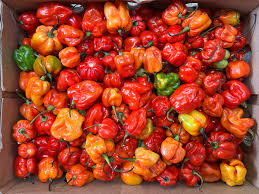 Scotch Bonnet Pepper Rodo 250g